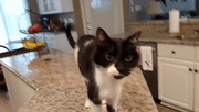 叫声很潦草的猫